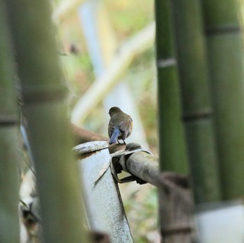 Red-flanked Bluetail 厚木市 Wed, 1/25/2023