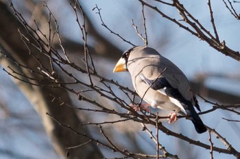 イカル 熊本　江津湖 2018年1月27日(土)