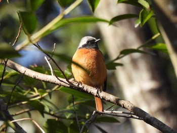 Daurian Redstart 豊田市自然観察の森 Thu, 1/26/2023