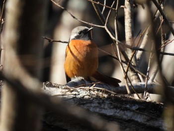 Daurian Redstart 豊田市自然観察の森 Thu, 1/26/2023