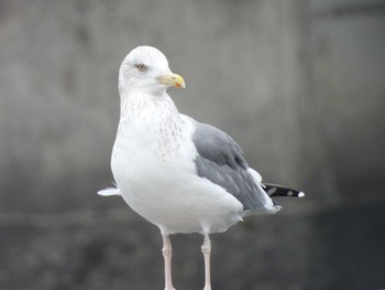 2023年1月18日(水) 葛西臨海公園の野鳥観察記録