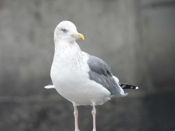 セグロカモメ 葛西臨海公園 2023年1月18日(水)