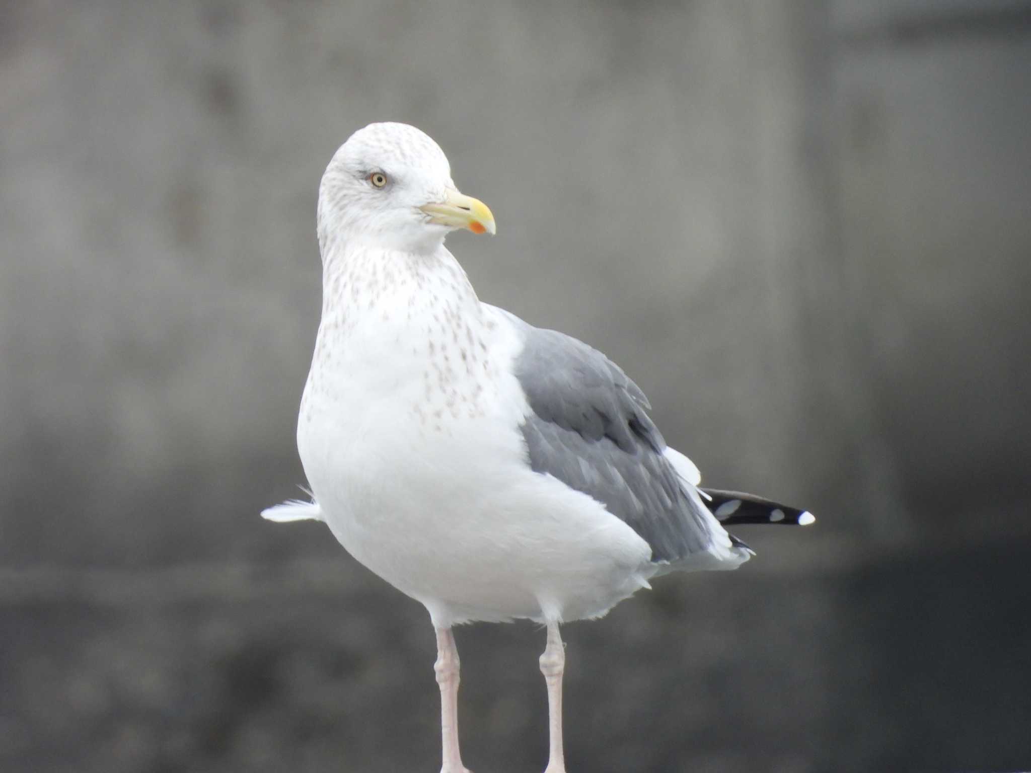 葛西臨海公園 セグロカモメの写真 by おでんだね