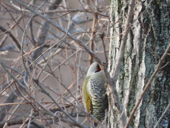 2023年1月17日(火) 埼玉県の野鳥観察記録