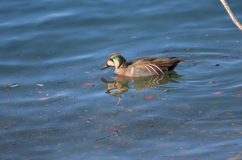 2023年1月26日(木) 狭山湖の野鳥観察記録