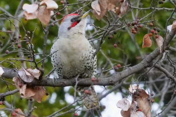 アオゲラ こども自然公園 (大池公園/横浜市) 2023年1月22日(日)