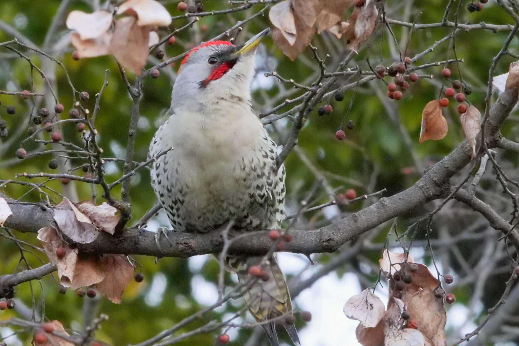 Japanese Green Woodpecker