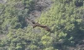 2018年3月11日(日) 早戸川林道の野鳥観察記録