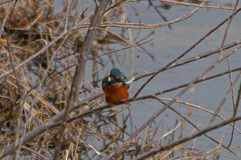 Common Kingfisher 山口県下松市末武川 Thu, 1/26/2023