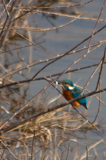 Common Kingfisher 山口県下松市末武川 Thu, 1/26/2023