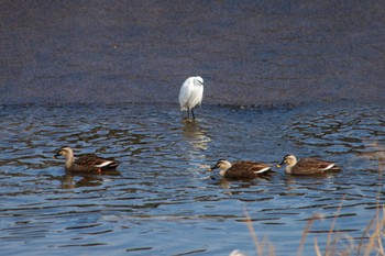 Eastern Spot-billed Duck 山口県下松市末武川 Thu, 1/26/2023