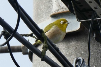 Warbling White-eye 東京都北区 Sun, 1/22/2023