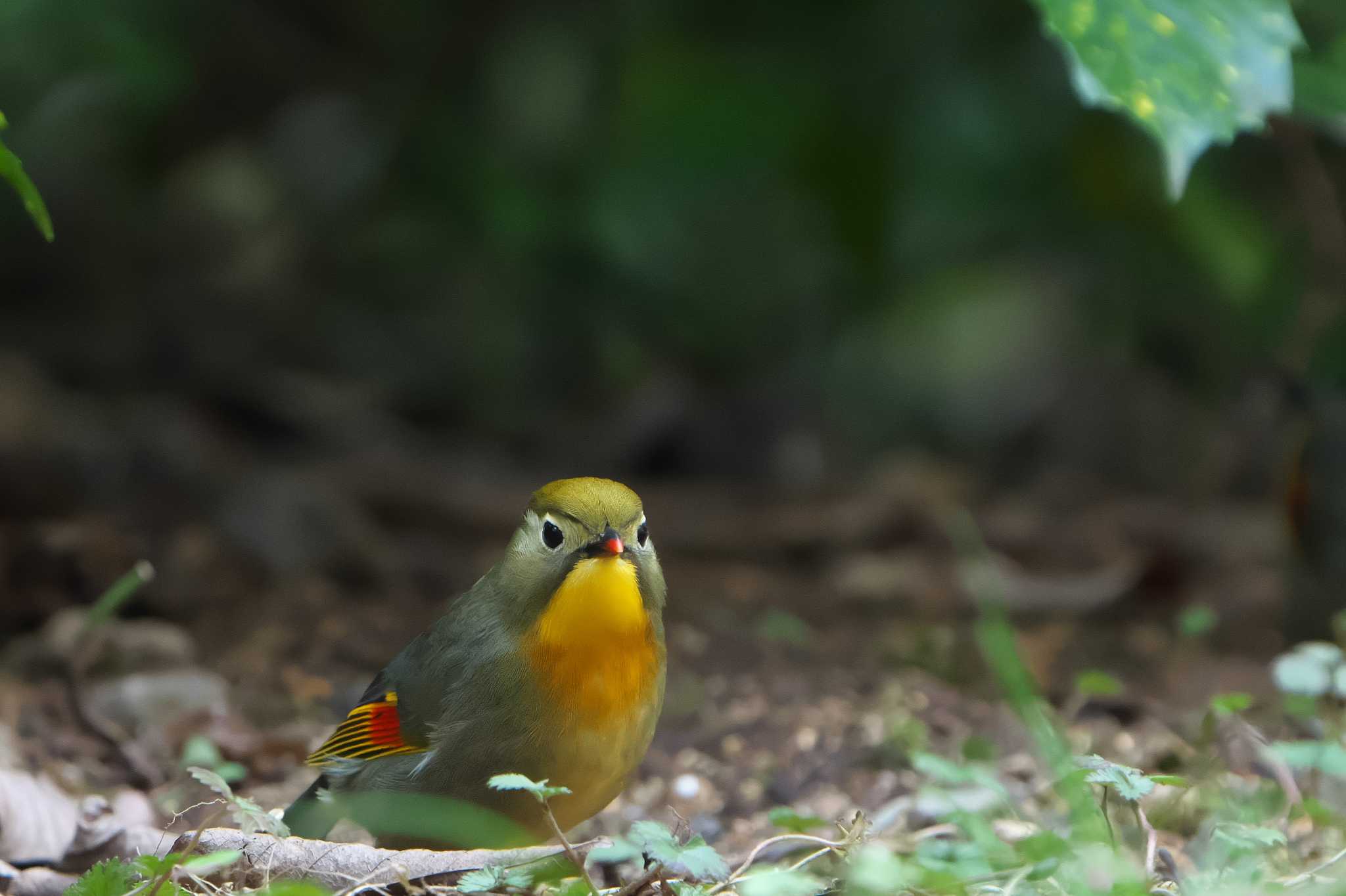 Red-billed Leiothrix