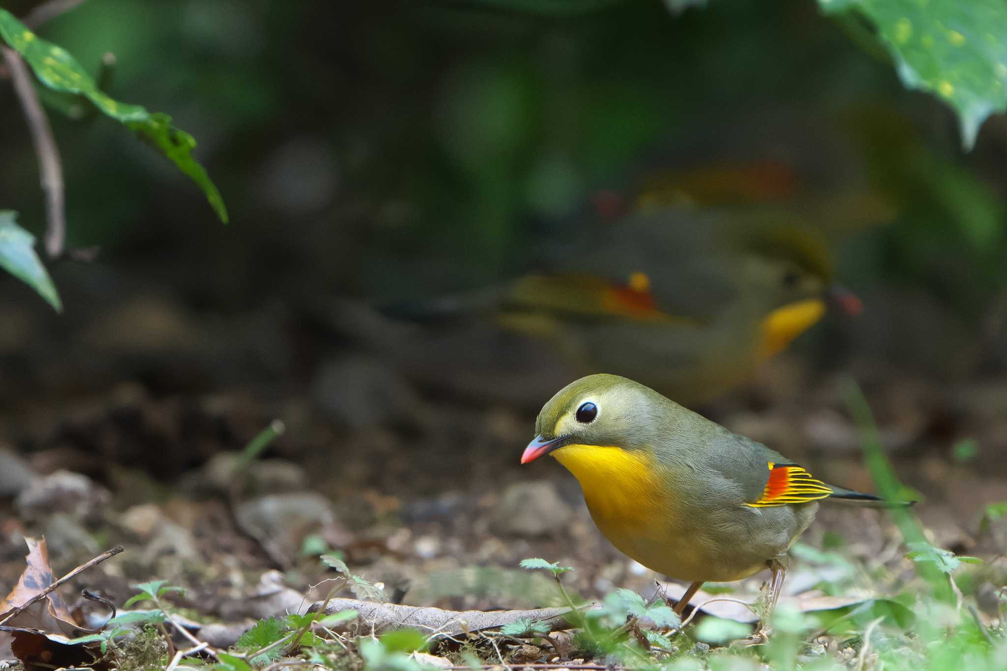 ソウシチョウ