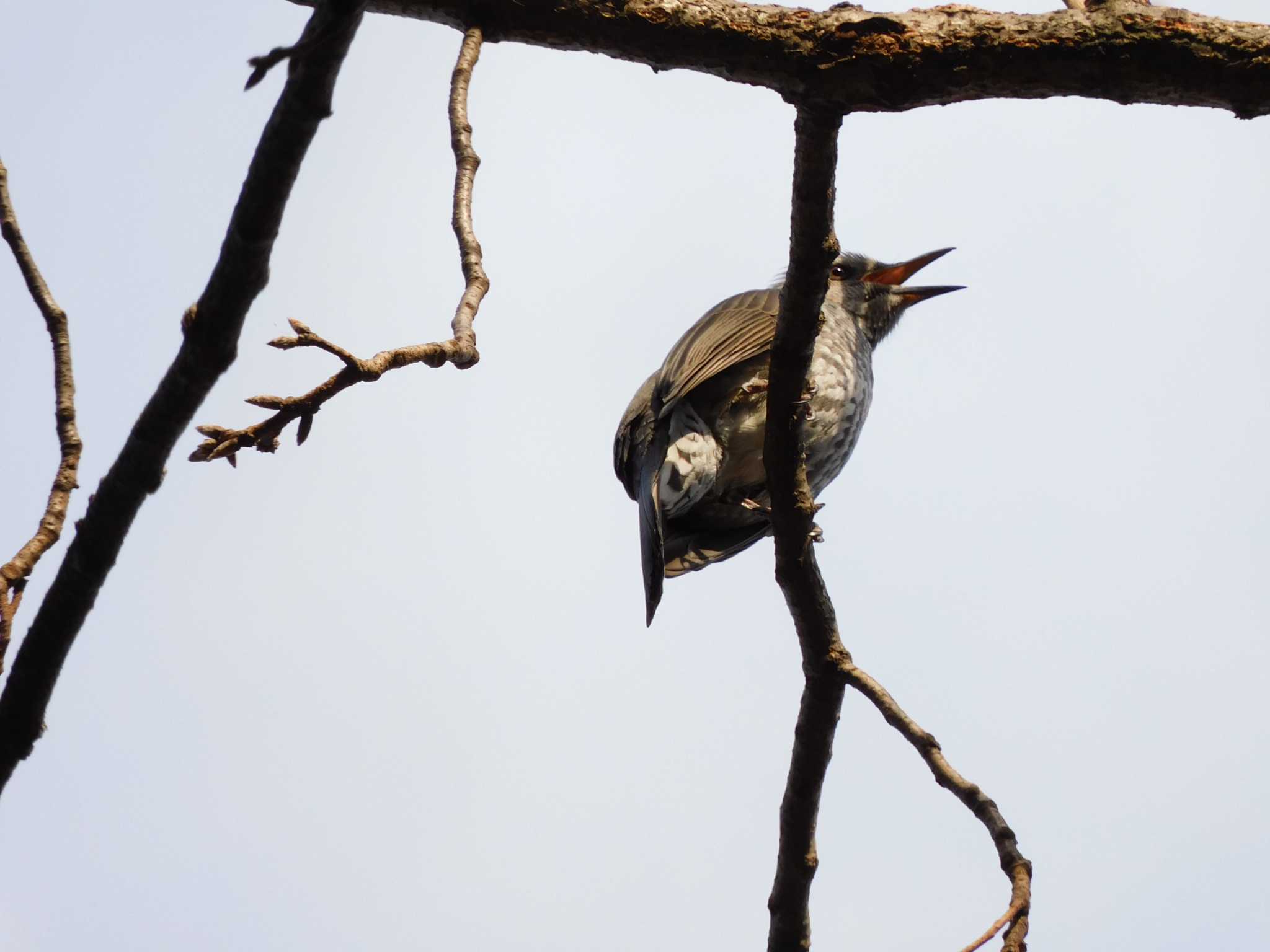 Brown-eared Bulbul