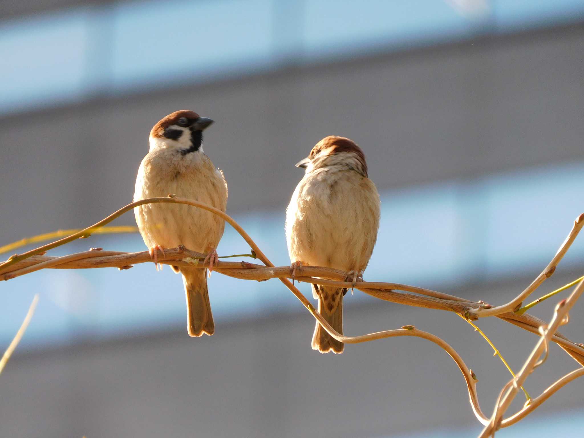 Eurasian Tree Sparrow