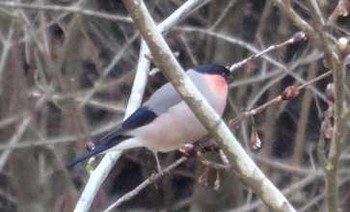 ウソ 早戸川林道 2018年3月11日(日)