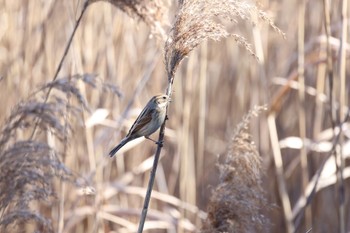 Common Reed Bunting Yatsu-higata Thu, 1/26/2023