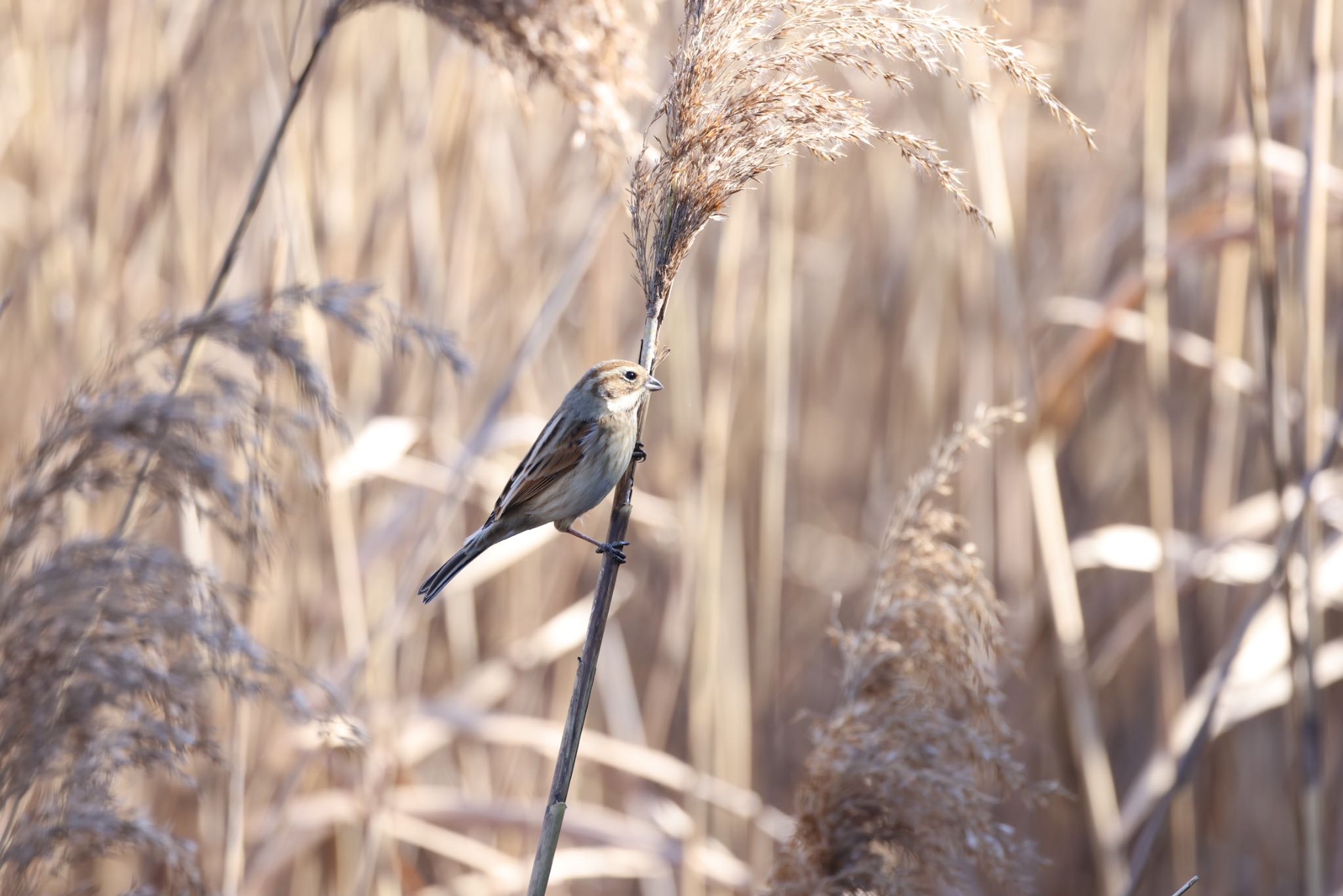 Photo of Common Reed Bunting at Yatsu-higata by atushiever