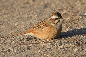 Meadow Bunting 岡崎市大門 Thu, 1/26/2023