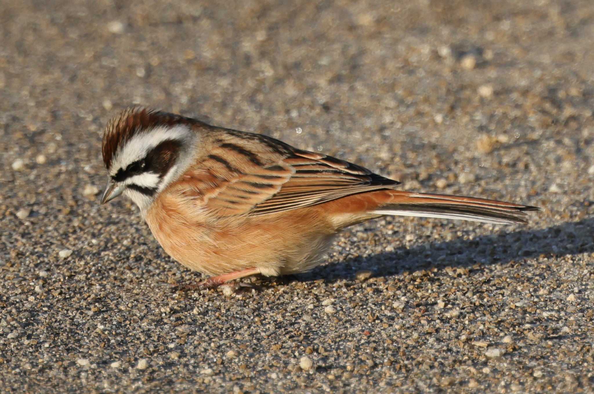 Photo of Meadow Bunting at 岡崎市大門 by toshi