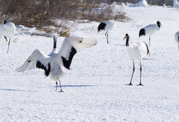 タンチョウ 鶴見台 2023年1月22日(日)