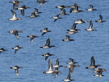 2023年1月26日(木) 狭山湖の野鳥観察記録