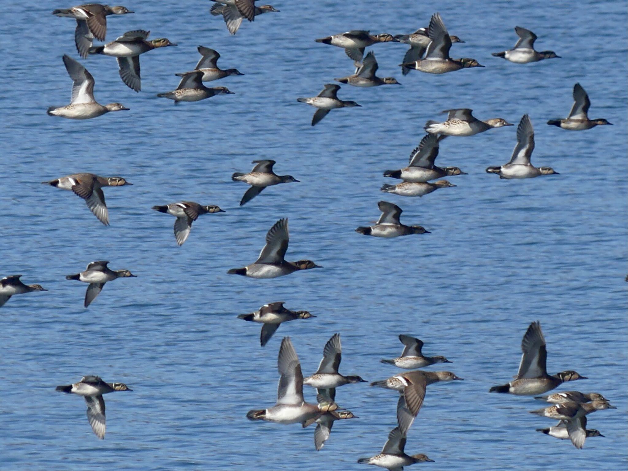 Baikal Teal