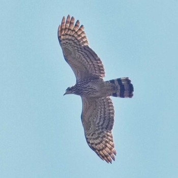 Changeable Hawk-Eagle Bo Rai, Trat, Thailand Thu, 1/19/2023