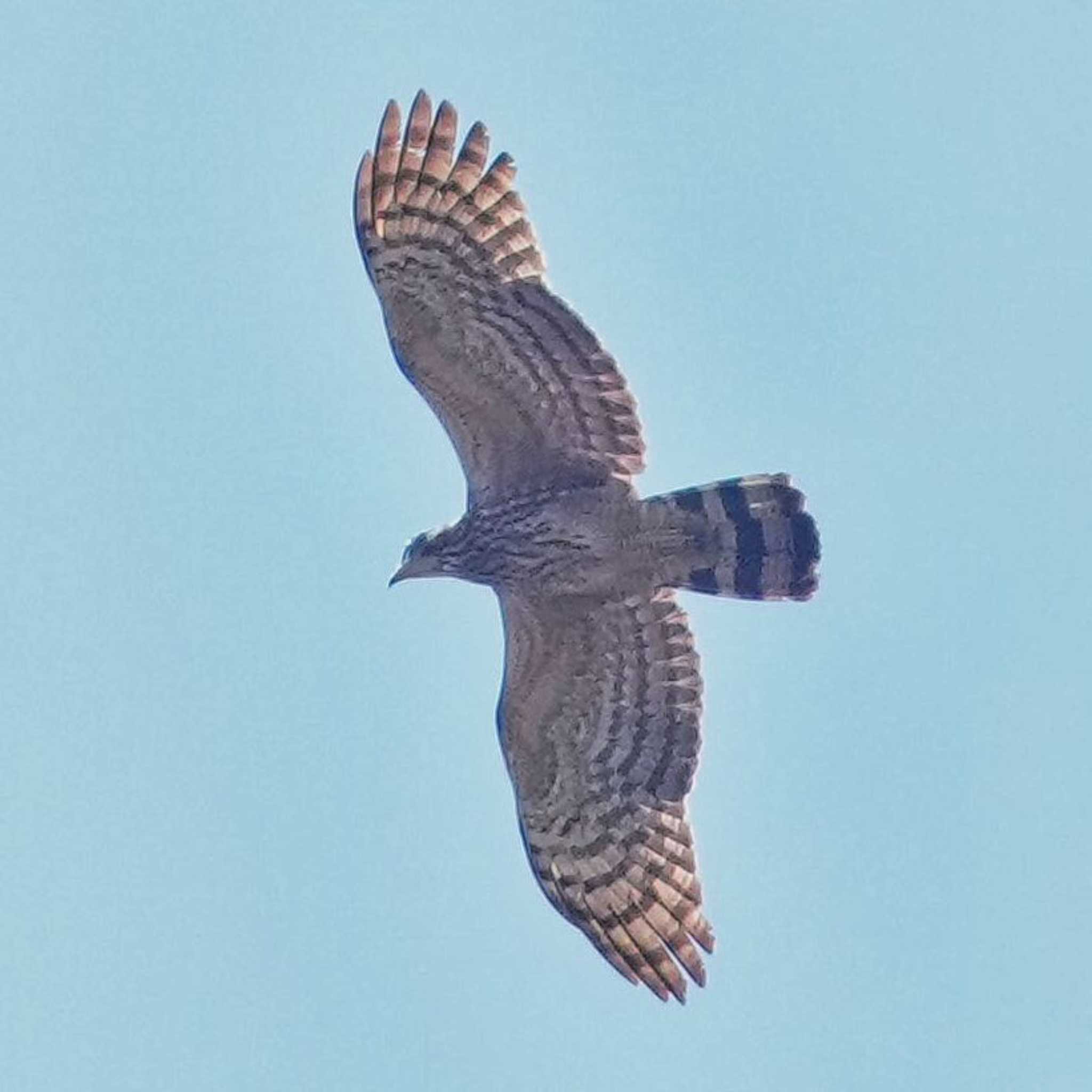 Changeable Hawk-Eagle