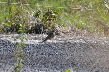 2023年1月20日(金) 鹿児島県薩摩川内市の野鳥観察記録