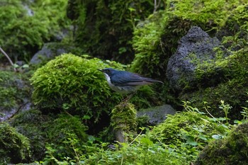 Siberian Blue Robin 静岡県 Fri, 7/21/2017