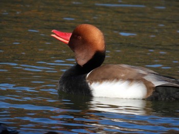 Red-crested Pochard 大阪府 Sun, 12/18/2022