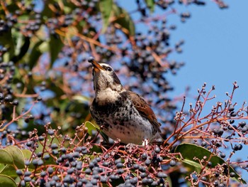 2023年1月26日(木) 長浜公園の野鳥観察記録