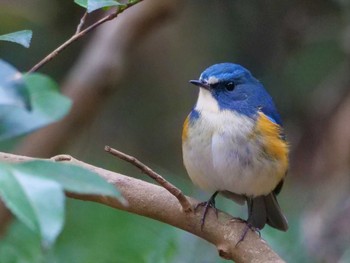 Red-flanked Bluetail 松戸 Sun, 1/22/2023
