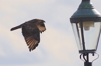 2023年1月26日(木) 恩智川治水緑地の野鳥観察記録