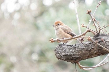 モズ 東京港野鳥公園 2023年1月22日(日)