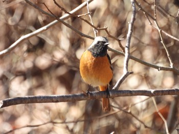 Daurian Redstart 塩沢渓谷 Fri, 12/30/2022