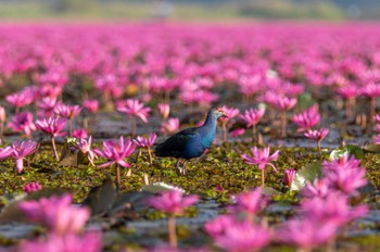 Grey-headed Swamphen タレーブアデーン湖 Tue, 1/3/2023