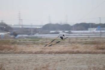 2023年1月23日(月) 鍋田干拓地の野鳥観察記録