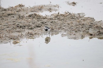 ハクセキレイ 鍋田干拓地 2023年1月23日(月)