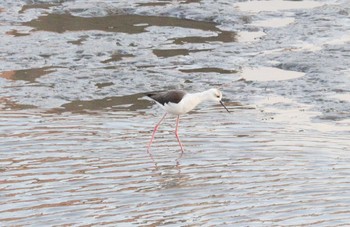 2023年1月26日(木) 土留木川河口(東海市)の野鳥観察記録