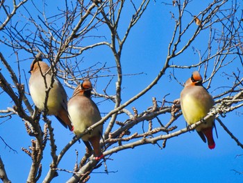 2023年1月26日(木) 奈良公園の野鳥観察記録