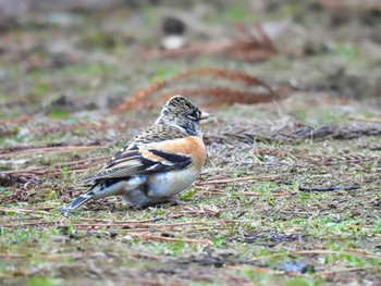 Brambling Nara Park Thu, 1/26/2023