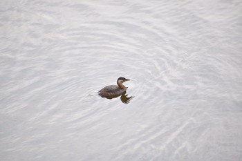 Little Grebe 奈良 郡山 Wed, 2/14/2018