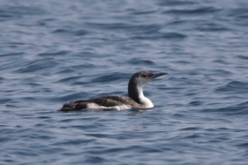 Red-throated Loon 小呂島 Thu, 3/10/2022