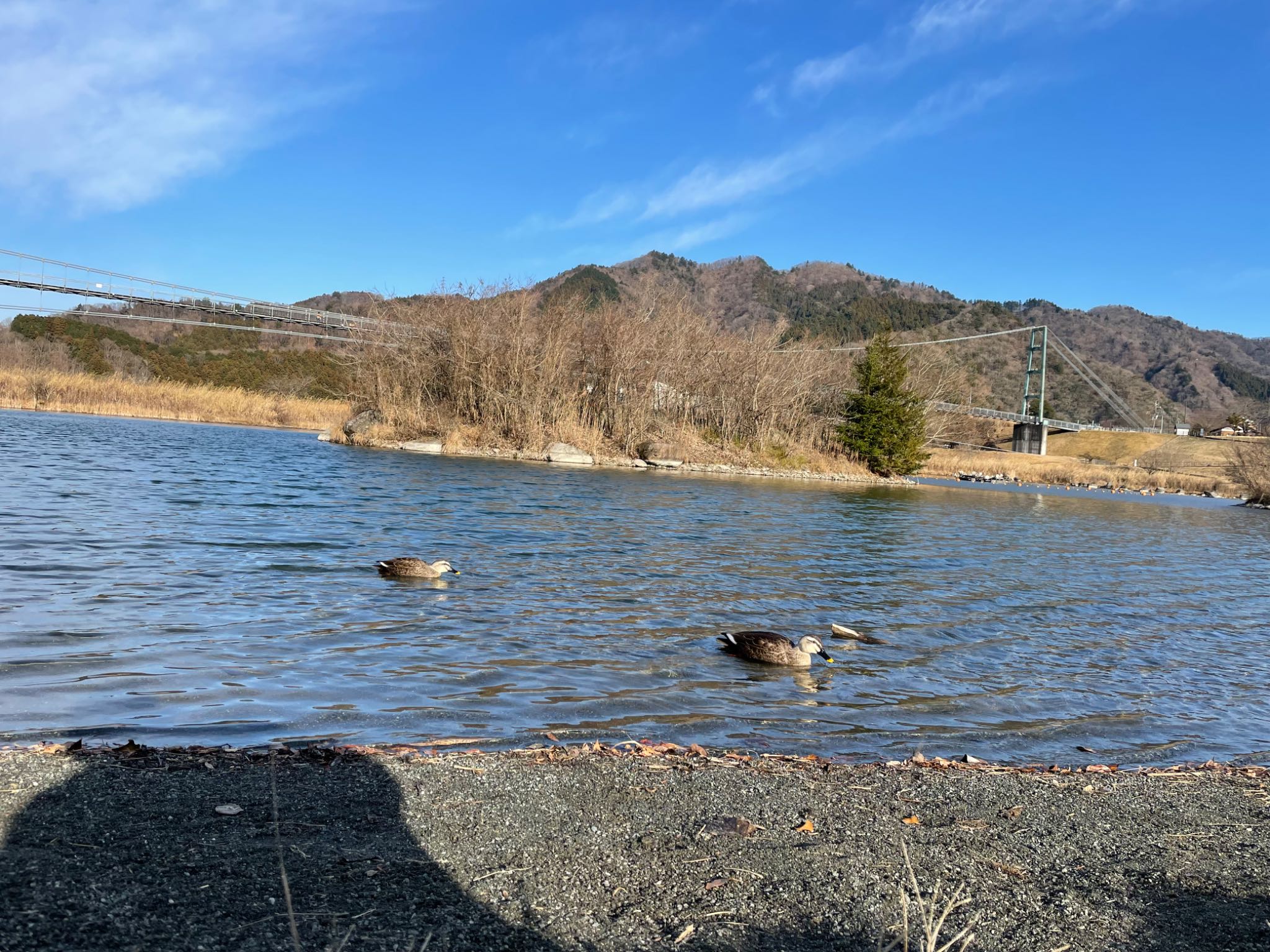 Photo of Eastern Spot-billed Duck at 宮ケ瀬湖 by コバライズ