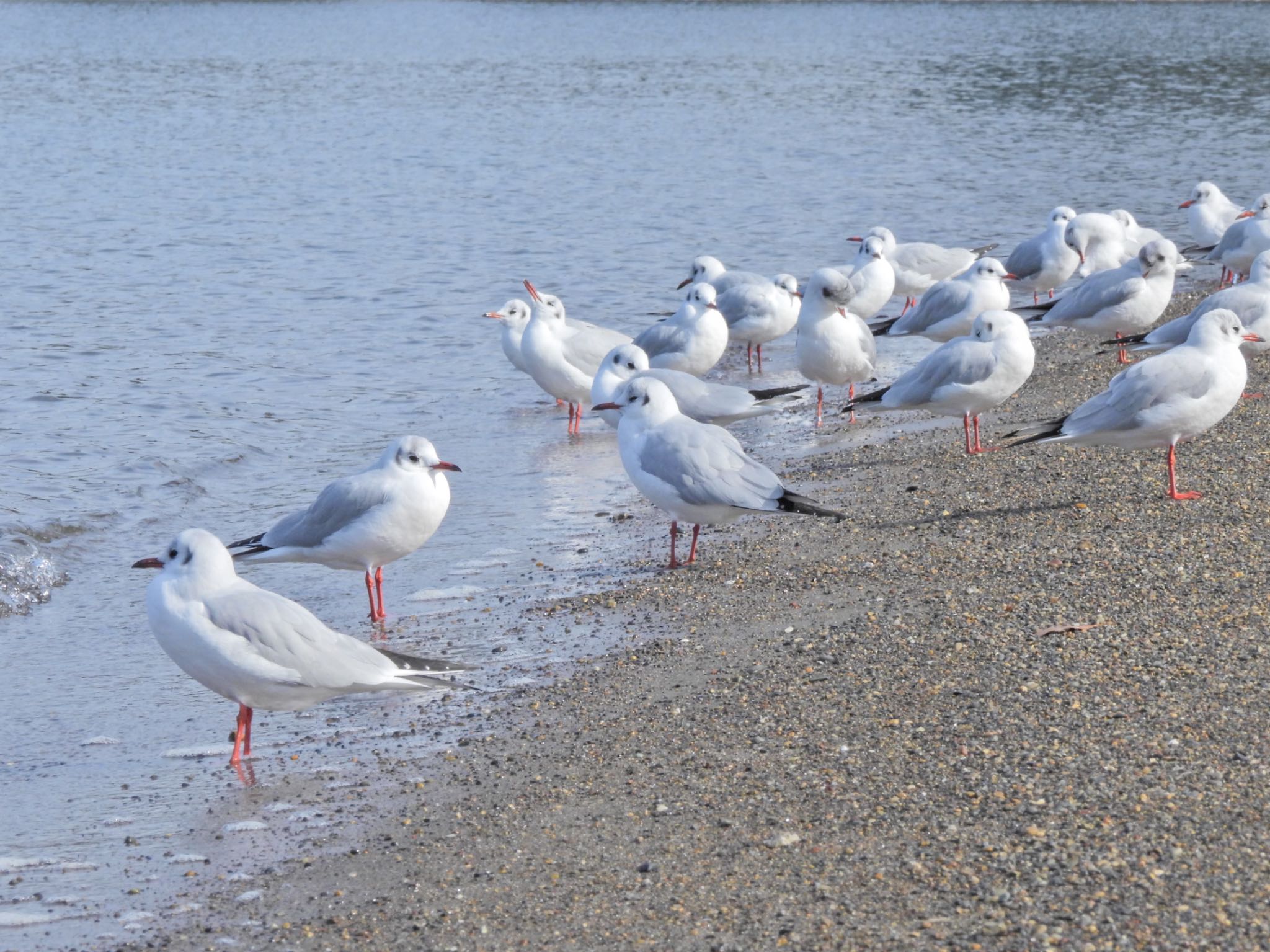 お台場海浜公園 ユリカモメの写真 by クロやん