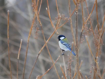 Japanese Tit 飯綱高原 Thu, 3/29/2018