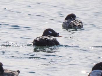 2023年1月22日(日) お台場海浜公園の野鳥観察記録